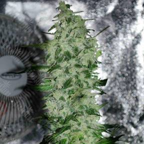 Nibiru-47 regular Ganja Seeds