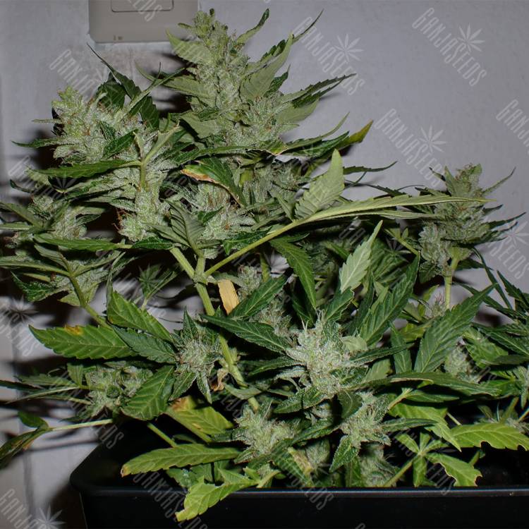 автоцветущие семена конопли Auto White Haze regular