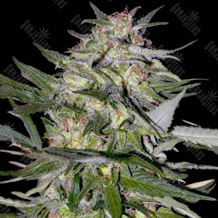 семена конопли курьером Jack Plant feminised Advanced Seeds