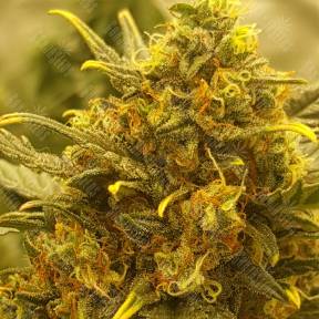 Auto Baby Boom feminised Kannabia Seeds