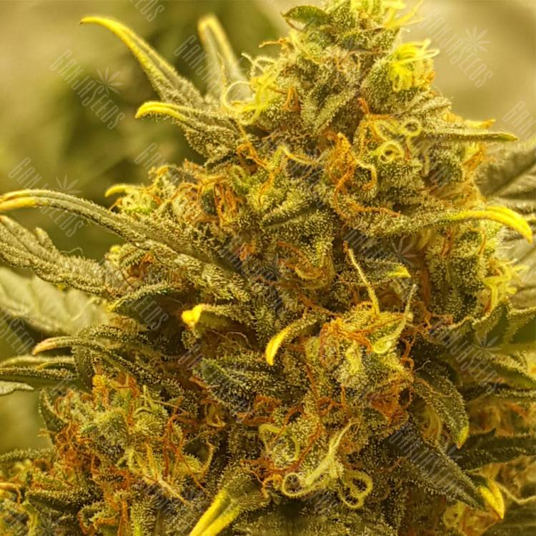 заказать на сайте семена конопли Auto Baby Boom feminised Kannabia Seeds