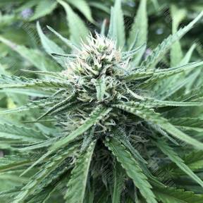 Northern Light feminised Nirvana Seeds