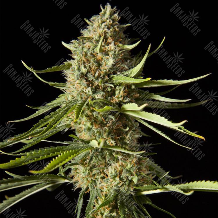 семена конопли Amnesika 2.0 feminised Philosopher Seeds