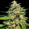 Critical Mass CBD feminised Ganja Seeds