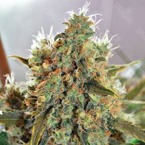 Critical Mass CBD feminised Ganja Seeds