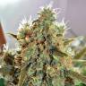 семена конопли Спб CBD Critical Mass feminised