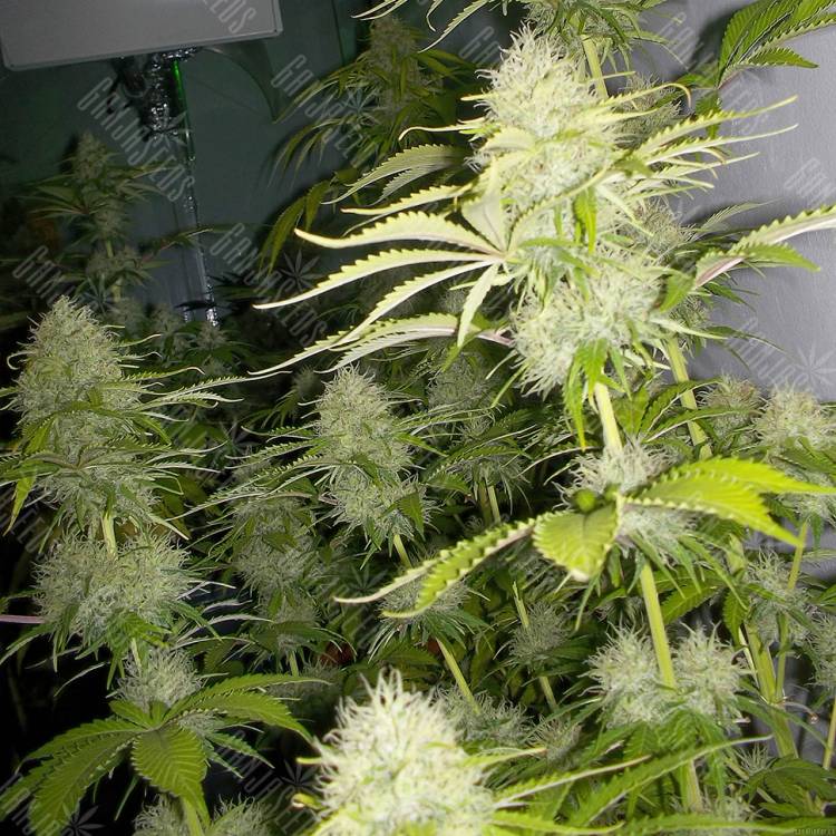 семена конопли интернет магазин Auto Kaindy feminised Bang Seeds