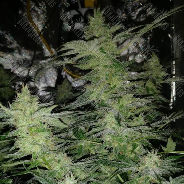 заказ семян конопли Москва Nirvana regular Ganja Seeds