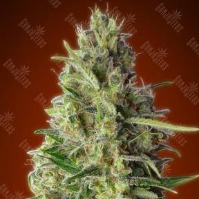 Kali 47 feminised Advanced Seeds