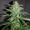качественные семена конопли Auto White Widow x Big Bud feminised Female Seeds