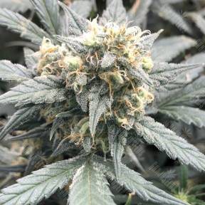 Auto Gnomo feminised Kannabia Seeds