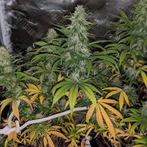 Papaya feminised Nirvana Seeds