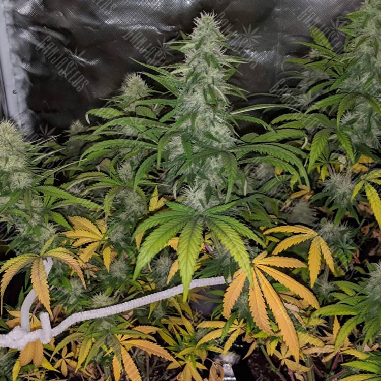 семена конопли феминизированные Papaya feminised Nirvana Seeds