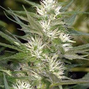 Cole Train feminised Reserva Privada