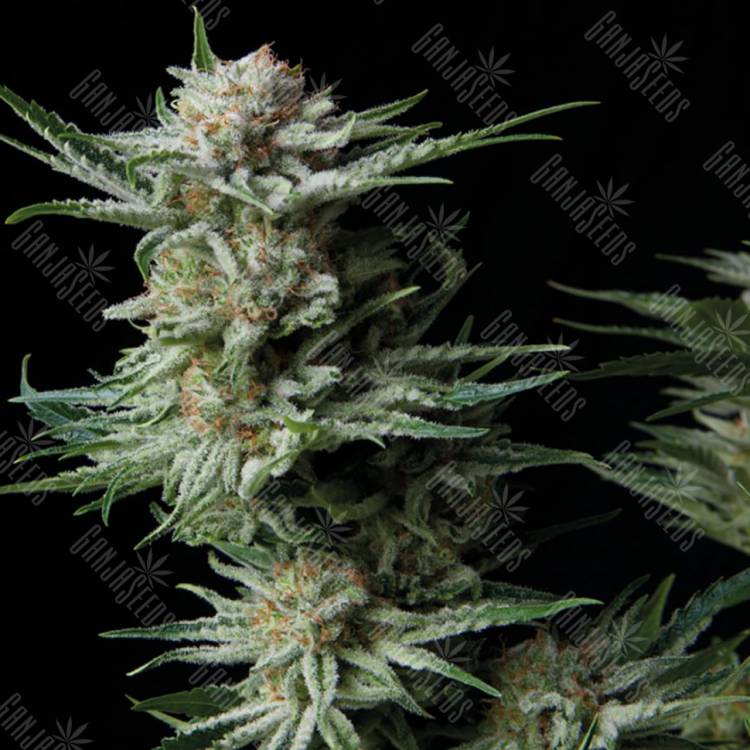 семена индийской конопли Auto Patagonia feminised Trikoma Seeds