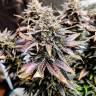 Семена конопли Mimosa feminised Ganja Seeds купить