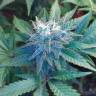 семена конопли гидропоники Auto Betty Boo regular