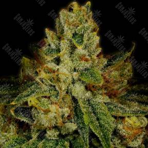 Cream 47 feminised Ganja Seeds
