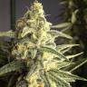 семена конопли гидропоники Cream 47 feminised