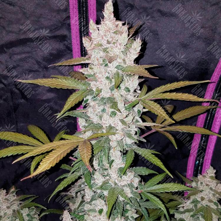 семена конопли Russian Snow feminised