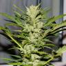 где заказать семена конопли Russian Snow feminised