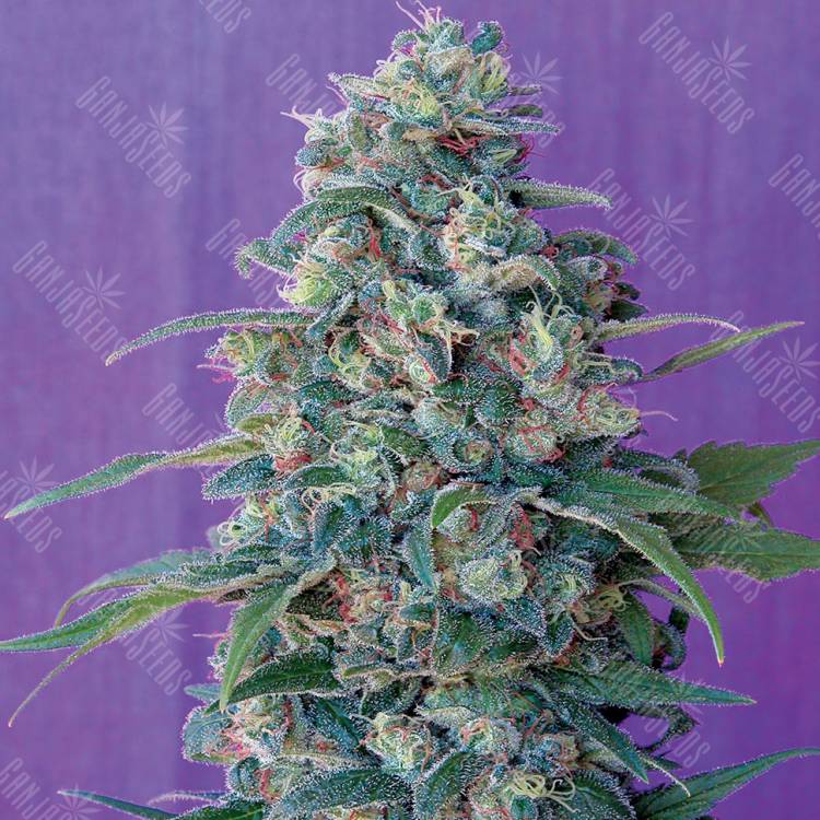 семена конопли для посадки купить Hashberry regular Mandala Seeds