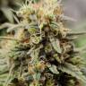 Himalaya Gold CBD feminised Ganja Seeds