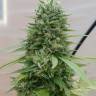 Himalaya Gold CBD feminised Ganja Seeds