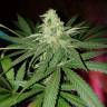 Power Kush feminised Dinafem Seeds