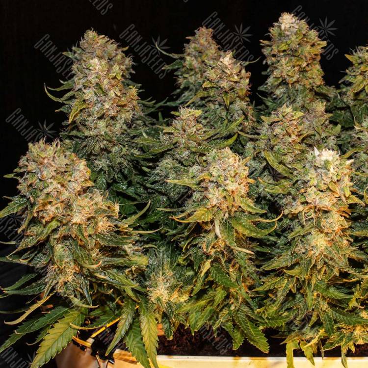 автоцветущие семена конопли Auto Karatal feminised Bang Seeds