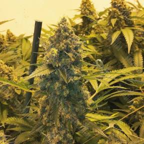 Orange Skunk regular Ganja Seeds