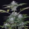 конопля семена сорта заказать Ocean Grown Cookies feminised Dinafem Seeds
