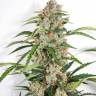 где можно заказать семена конопли Autoflower Fruity Mix feminised Dutch Passion Seeds
