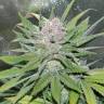 заказ семян конопли Blueberry Cheesecake feminised Female Seeds