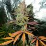 купить семена конопли Blueberry Cheesecake feminised Female Seeds