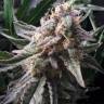 семена конопли для выращивания Auto Ginger Punch feminised Kannabia Seeds