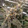 семена конопли марихуаны Auto Ginger Punch feminised Kannabia Seeds