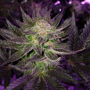 Pure Power Plant feminised Nirvana Seeds