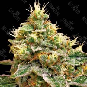 Conп¬Ѓdential Cheese feminised Reserva Privada