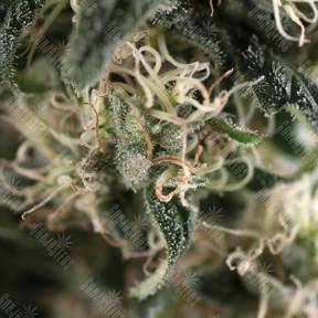 Auto Super Cheese feminised Trikoma Seeds