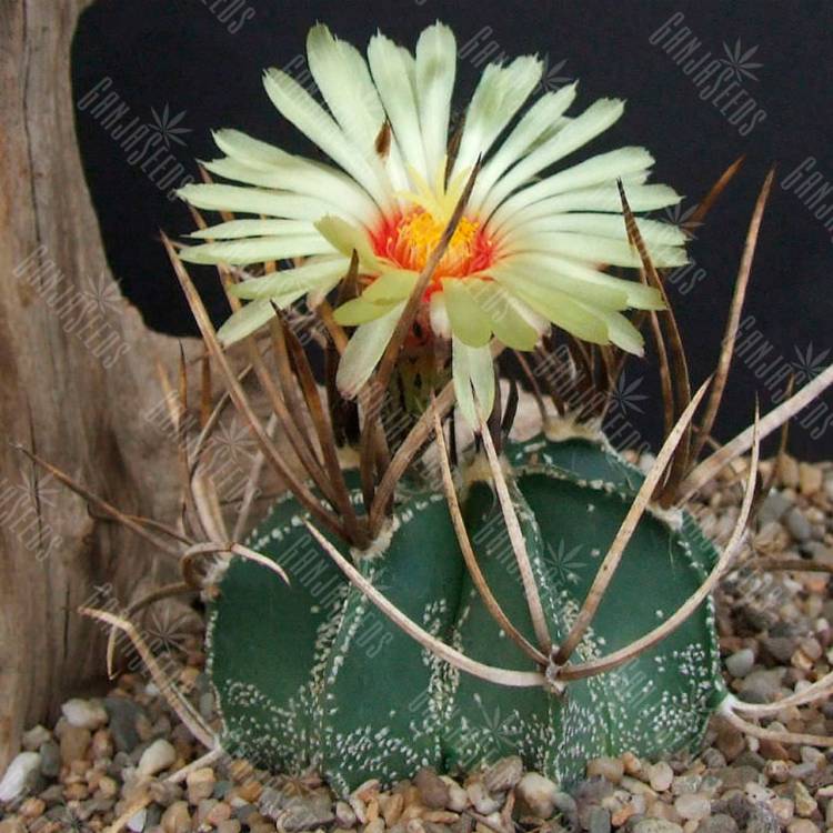 Семена кактусов Astrophytum crassispinum MZ 571