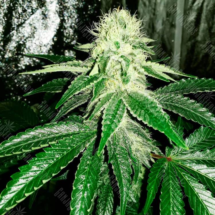 Семена конопли Auto AK feminised GanjaLiveSeeds