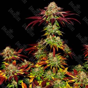 Mintz feminised Ganja Seeds
