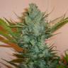 заказ семян конопли Спб Northern Lights feminised