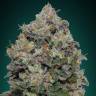 семена конопли медицинской Northern Lights feminised