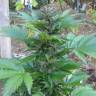 семена конопли Kalashnikova feminised