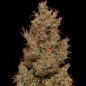 автоцветущие семена конопли Auto Wembley feminised