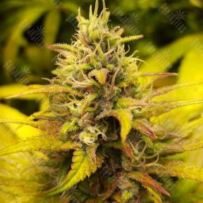 Kalichakra regular Mandala Seeds