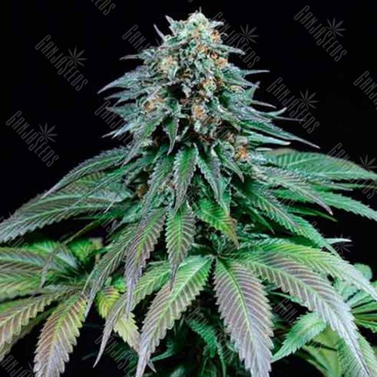 Purple Moby Dick feminised Dinafem Seeds