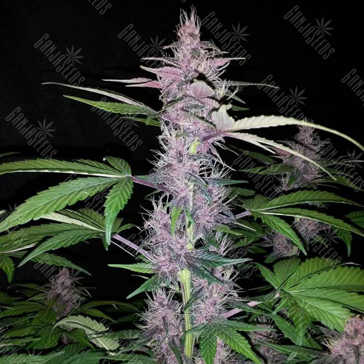 Auto Kul-Sey feminised Bang Seeds